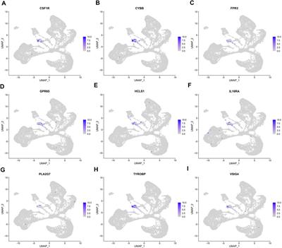 Identification and Validation of Prognostic Biomarkers Specifically Expressed in Macrophage in IgA Nephropathy Patients Based on Integrated Bioinformatics Analyses